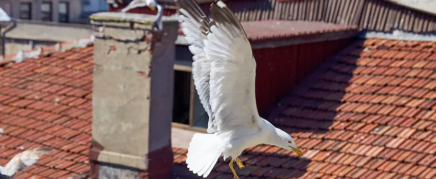 Residential Chimney Animal Removal Solution in Woodcrest, CA
